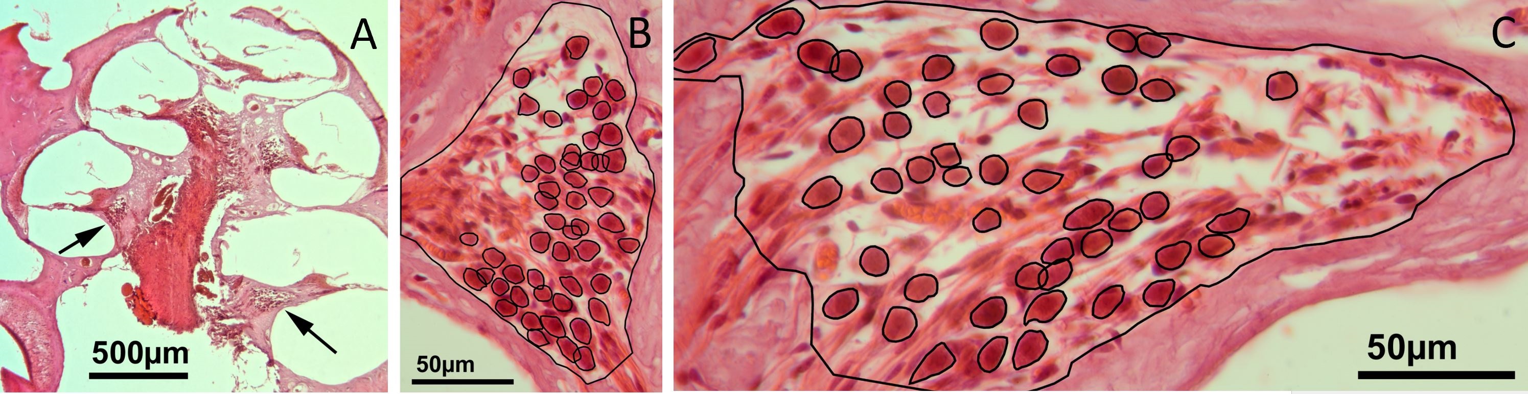 Figure 2.jpg